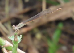 Ceriagrion glabrum