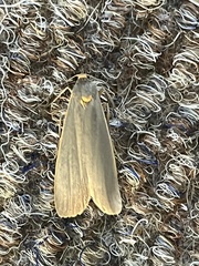 Sozusa scutellata