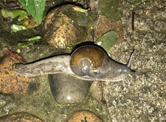 Megaustenia imperator