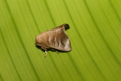Natada michorta