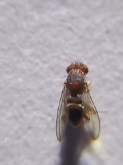 Diptera