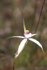 Caladenia venusta