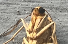 Sozusa scutellata