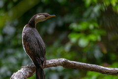 Microcarbo melanoleucos brevirostris