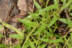 Chenopodium nutans nutans
