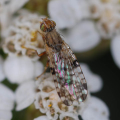 Dioxyna bidentis