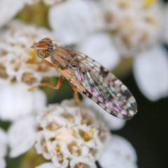 Dioxyna bidentis