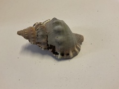Ranella australasia
