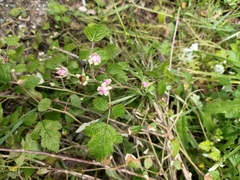 Rubus parvifolius