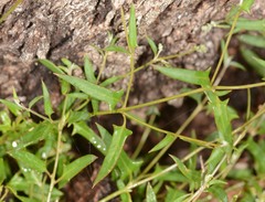Chenopodium nutans nutans