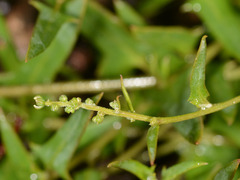 Chenopodium nutans nutans