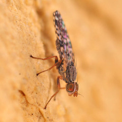 Dioxyna bidentis
