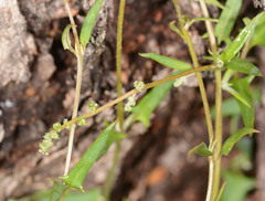Chenopodium nutans nutans