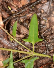 Chenopodium nutans nutans