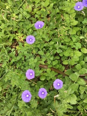 Convolvulus sabatius