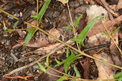 Chenopodium nutans nutans