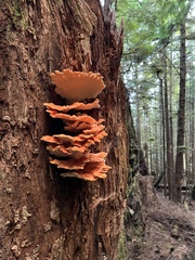 Laetiporus conifericola