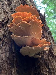 Laetiporus conifericola