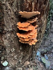 Laetiporus conifericola