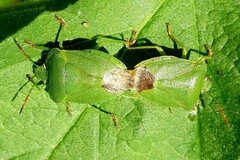 Palomena viridissima