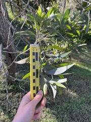 Acacia leiocalyx