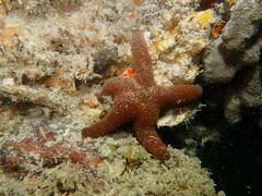 Nepanthia crassa