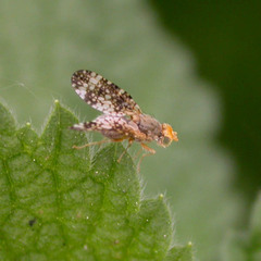 Oxyna parietina