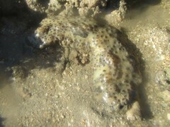 Stichopus