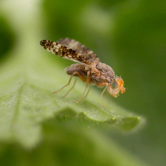 Oxyna parietina