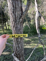 Acacia leiocalyx