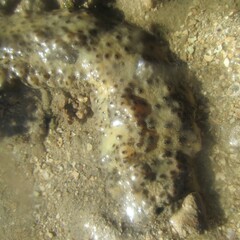 Stichopus