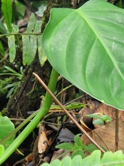 Oxybelis brevirostris