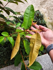 Chrysophyllum