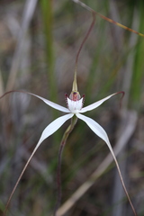 Caladenia venusta