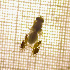 Tephritis acanthiophilopsis