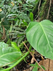 Oxybelis brevirostris