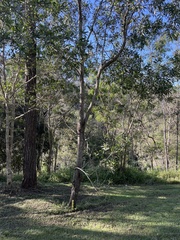 Acacia leiocalyx