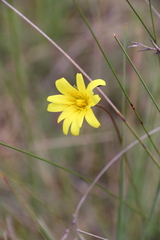 Microseris
