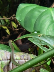 Oxybelis brevirostris