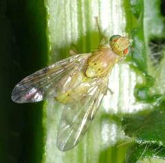 Terellia tussilaginis