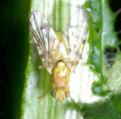 Terellia tussilaginis