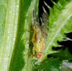 Terellia tussilaginis