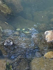 Euastacus sulcatus