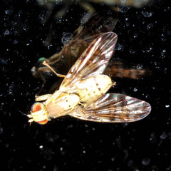 Terellia tussilaginis
