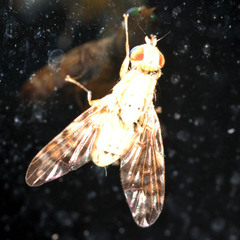 Terellia tussilaginis