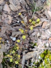 Acacia aculeatissima