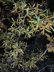 Quercus phellos