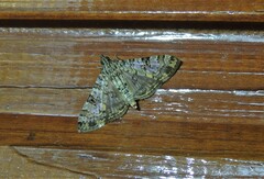 Dysallacta negatalis