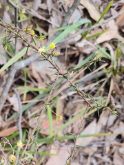 Acacia aculeatissima