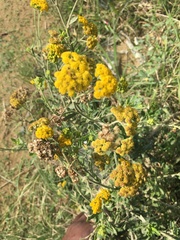 Helichrysum